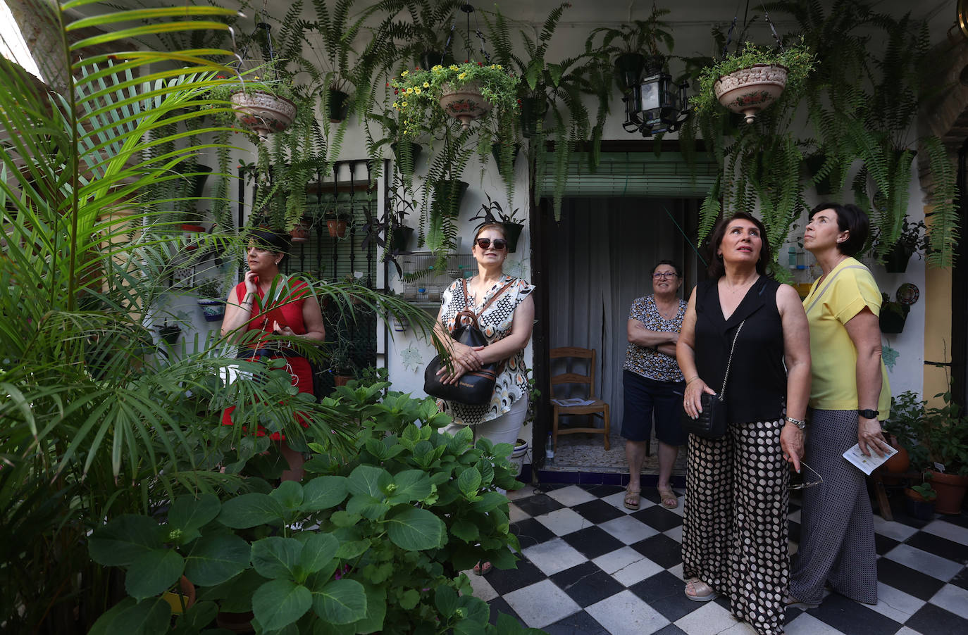 Patios Córdoba 2023 | Los detalles de la ruta Judería-San Francisco, en imágenes