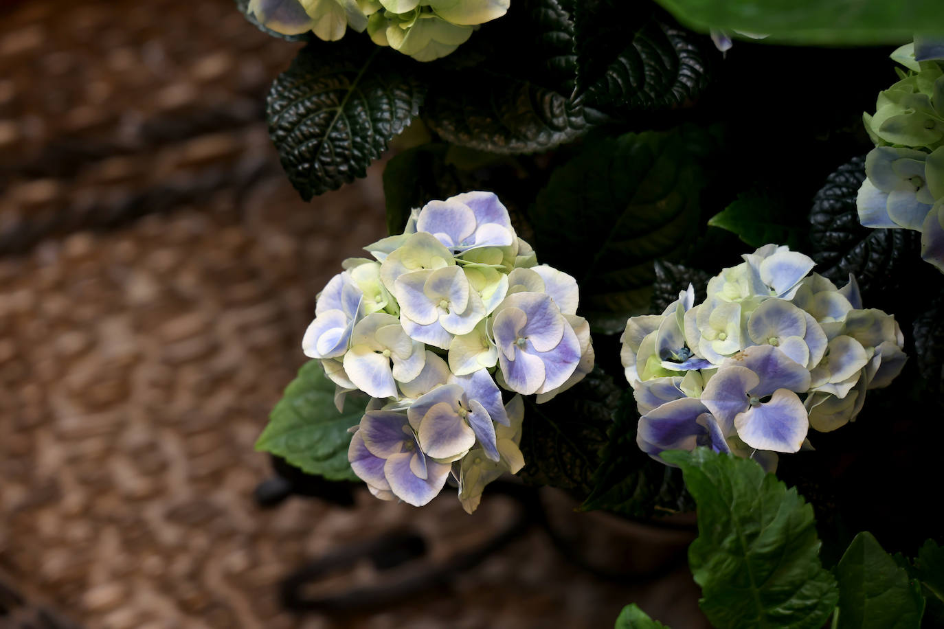 Patios Córdoba 2023 | Los detalles de la ruta Judería-San Francisco, en imágenes