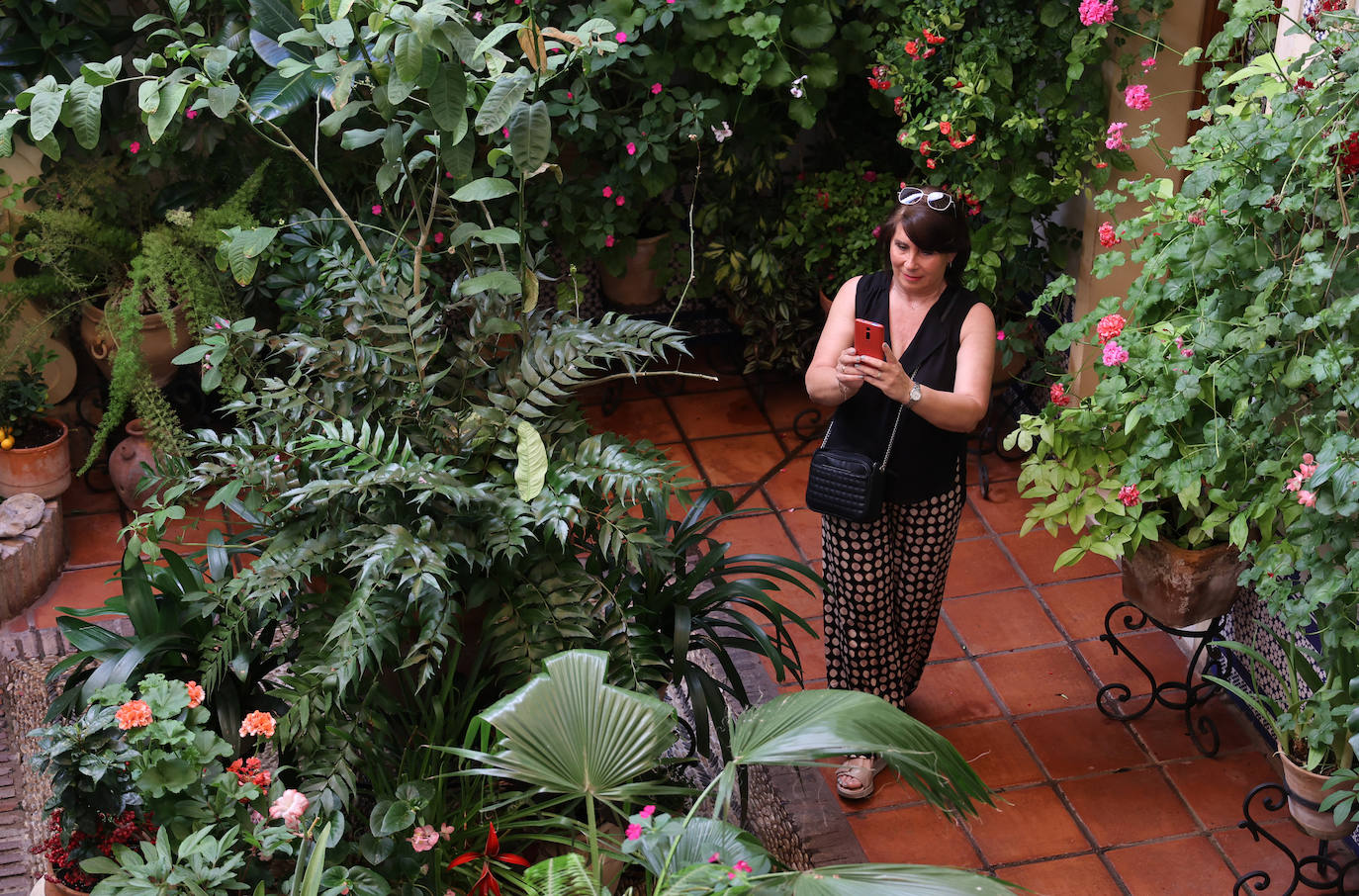 Patios Córdoba 2023 | Los detalles de la ruta Judería-San Francisco, en imágenes