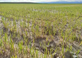 La Junta ya predice la segunda peor cosecha de cereal de la última década en Castilla y León por la sequía