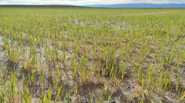 La sequía pone en riesgo a los cultivos herbáceos y de cereales de Castilla-La Mancha