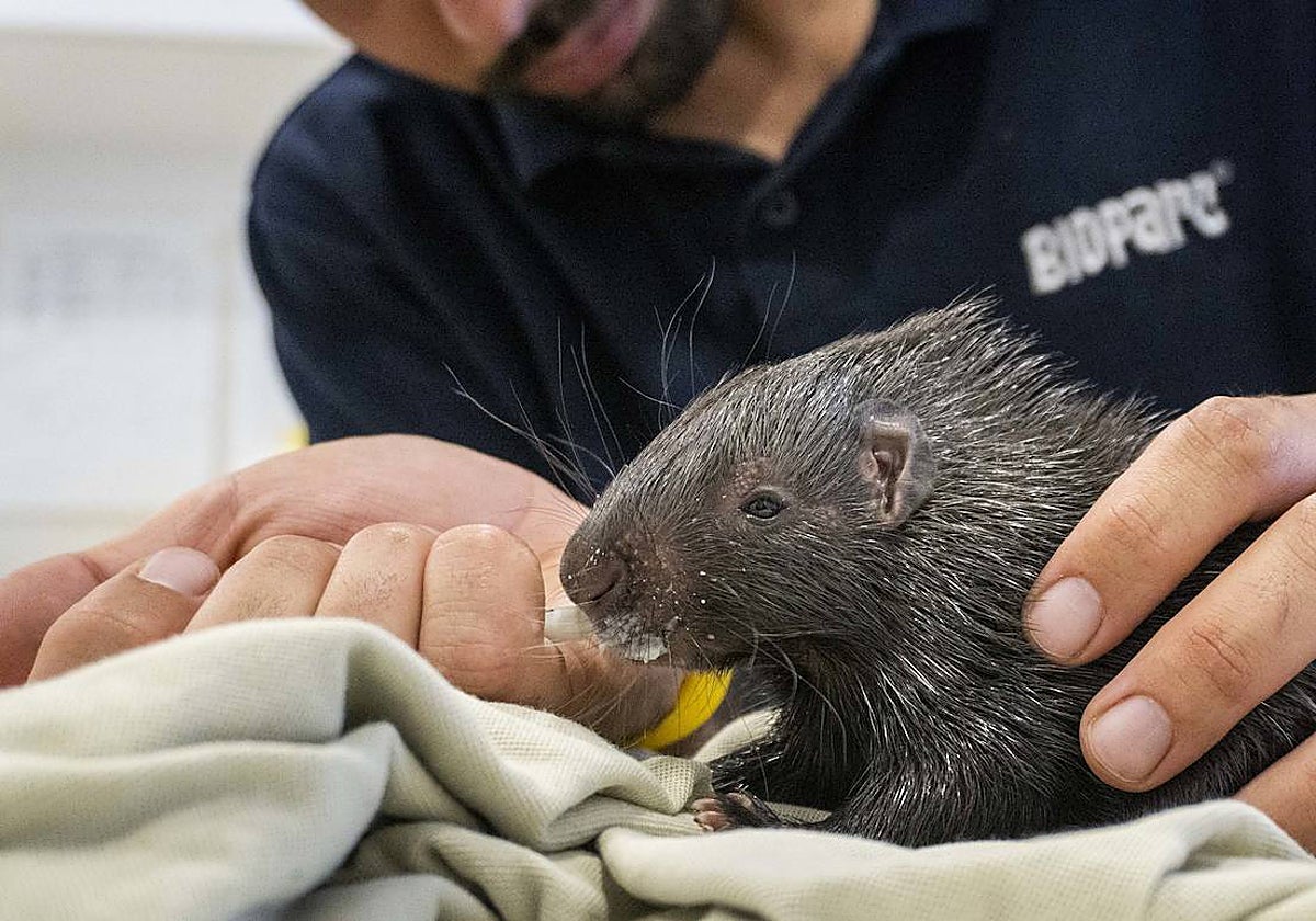 Imagen de Asani, la cría de puercoespín sudafricano recién nacida en Bioparc Valencia