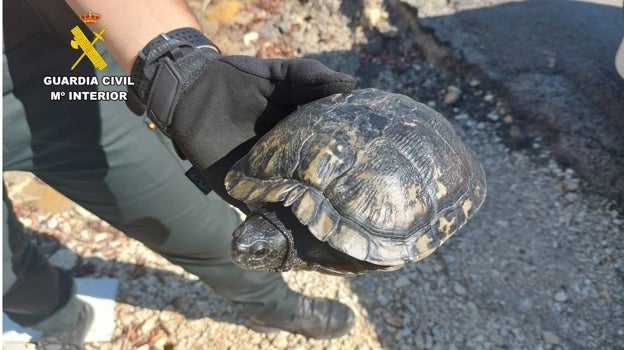 Imagen de la tortuga rescatada por los agentes de la Guardia Civil