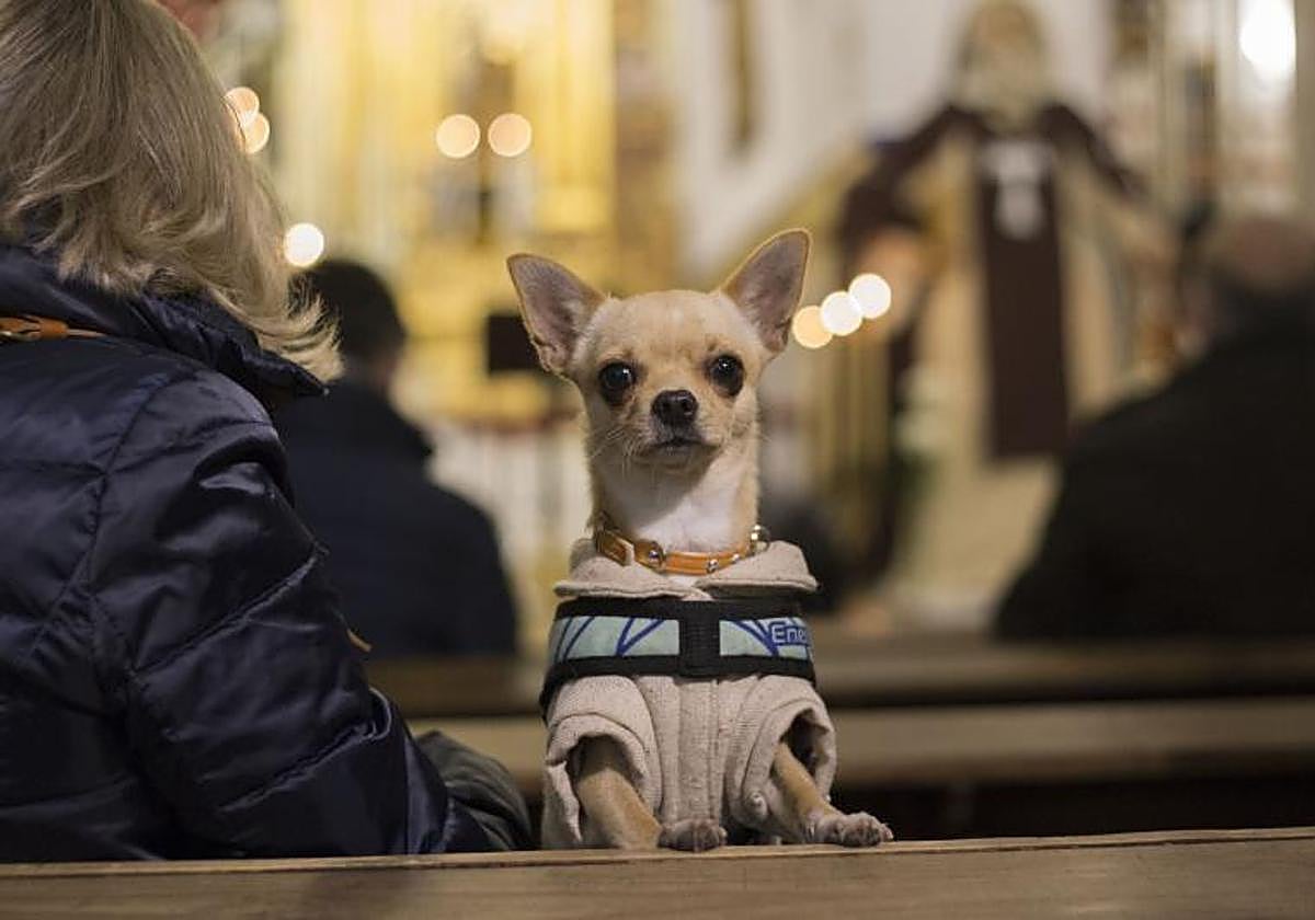 Un perro en una capilla el día de San Antón
