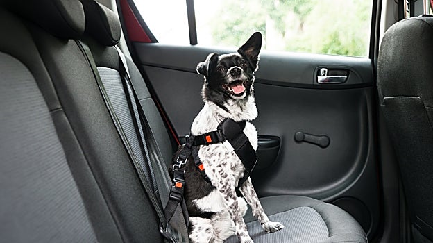 Perro sujeto en el asiento de atrás con un arnés