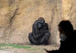 El estudio que demuestra cuánto se parecen los humanos al gorila