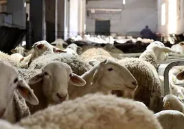 Productores de ganado ecológico  podrán dar pastos y piensos a sus animales ante la sequía