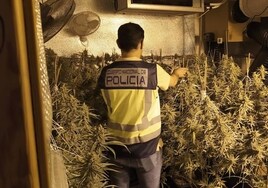 La Policía Nacional desmantela una plantación de marihuana en Gandía y detiene a dos personas