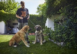 Los robos multiplican las compras de perros guardianes en Madrid: «Es más fácil entrar donde no hay un mastín»
