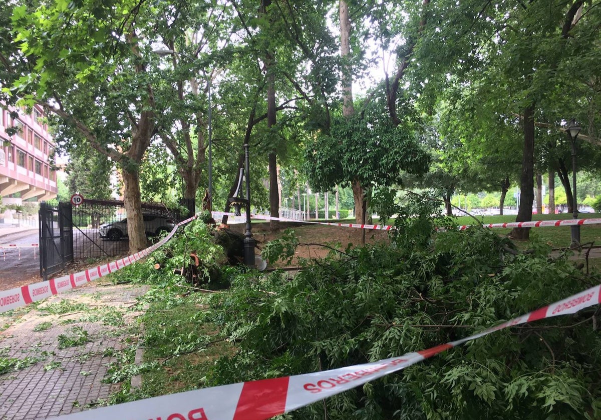 Una de las intervenciones de los Bomberos tras la caída de un árbol en la capital cordobesa