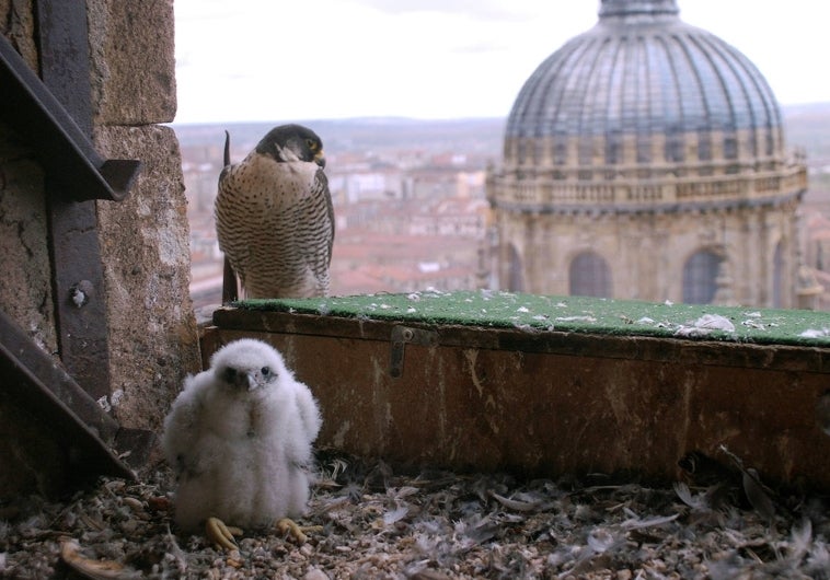 Pollos de halcón peregrino, fruto de la reintroducción de esta especie por otro proyecto hace años en Salamanca