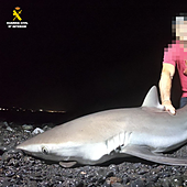 Detenido el falso «guía de pesca» que se promocionaba capturando tiburones en peligro de extinción