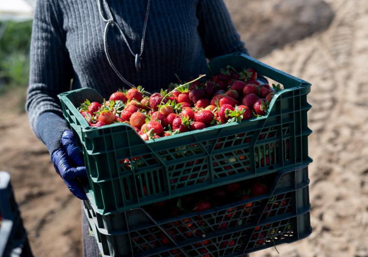 Una temporera, con una caja de fresas, recogidas en la presente campaña