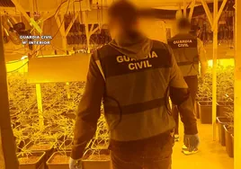 Desarticulada una banda criminal dedicada al cultivo de marihuana en localidades de Castellón