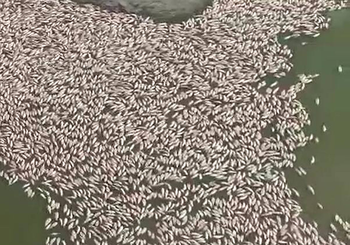 Peces muertos en el embalse de Sierra Boyera