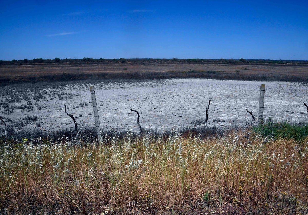 Efectos de la falta de agua en el parque natural de Doñana
