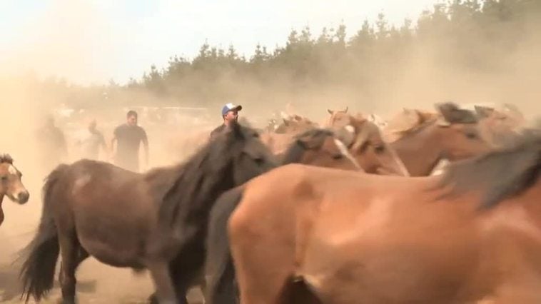 La localidad coruñesa de Cedeira celebra la "rapa das bestas"