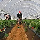 El Gobierno de Pedro Sánchez justifica su apoyo al boicot a la fresa de Huelva