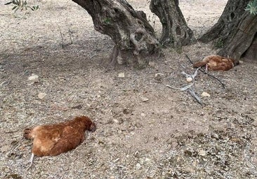 La Guardia Civil investiga la muerte de 15 gallinas presuntamente violadas en un pueblo de Jaén