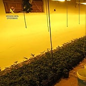Desmantelan dos plantaciones indoor de marihuana en el municipio alicantino de Villena