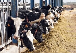 La Junta dará hasta 450 euros por ejemplar de ganado sacrificado para erradicar enfermedades