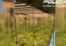 Dos detenidos y desmantelado un cultivo con 356 plantas de marihuana en una casa de Ciudad Lineal