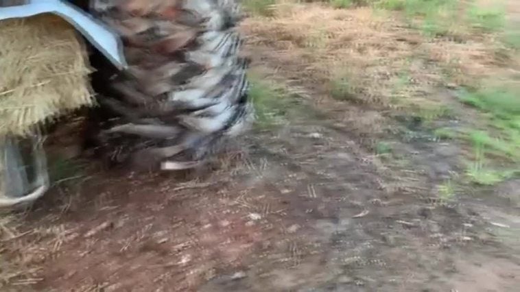 Plaga de mosquitos en Castellón