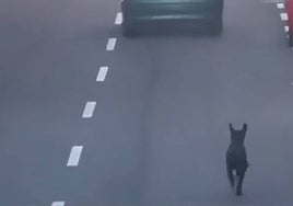 Se abren diligencias contra la mujer que trató de abandonar a un perro en Tenerife: «Encontrará la forma de deshacerse de él»