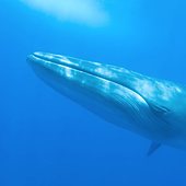 Se confirma la muerte del cachalote al que un ferry se llevó por delante en Canarias