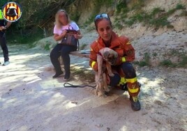 Vídeo: así ha sido el rescate de un perro que se había caído por una tubería en la localidad valenciana de Ontinyent