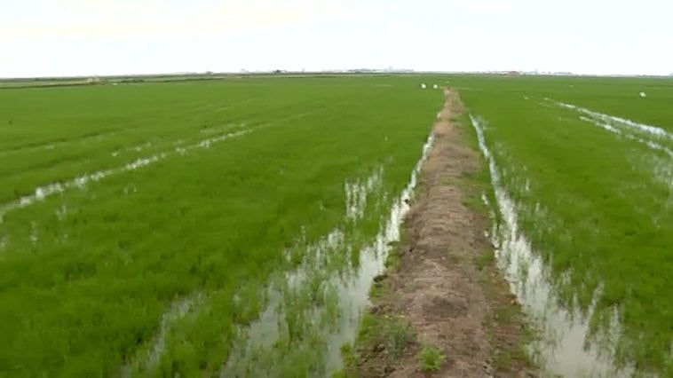Los agricultores de La Albufera denuncian cuantiosas pérdidas en sus cosechas de arroz por culpa de los flamencos