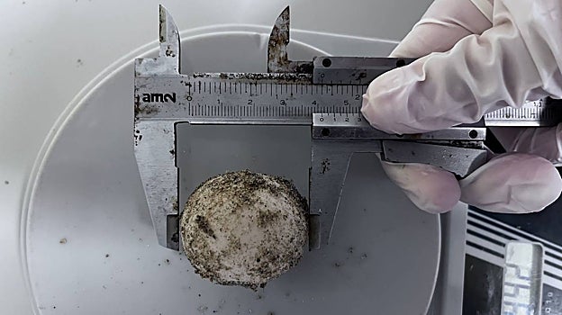 Imagen de uno de los huevos depositados por una tortuga marina en la playa de Dénia