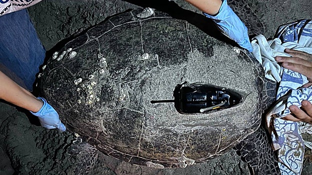 Imagen de la tortuga marina en el playa de Dénia (Alicante)