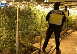 Desmantelan tres plantaciones de  marihuana en Lucena y dos puntos de venta de droga en Cabra