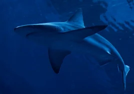 Científicos internacionales preparan una reserva para tiburones en la costa de Alicante y Murcia
