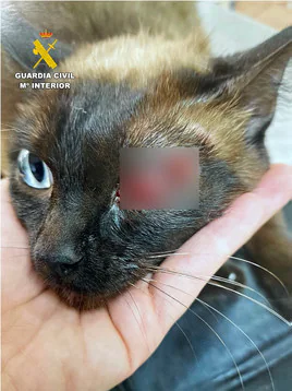 Un detenido por disparar con una escopeta de aire comprimido a un gato en la cabeza y el ojo en Almansa