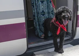 Renfe ofrece desde el lunes el servicio de transporte amigable con perros de hasta 40 kilos al trayecto Madrid-Valencia