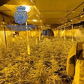 Desmantelan un cultivo de marihuana de más de mil plantas en Elche