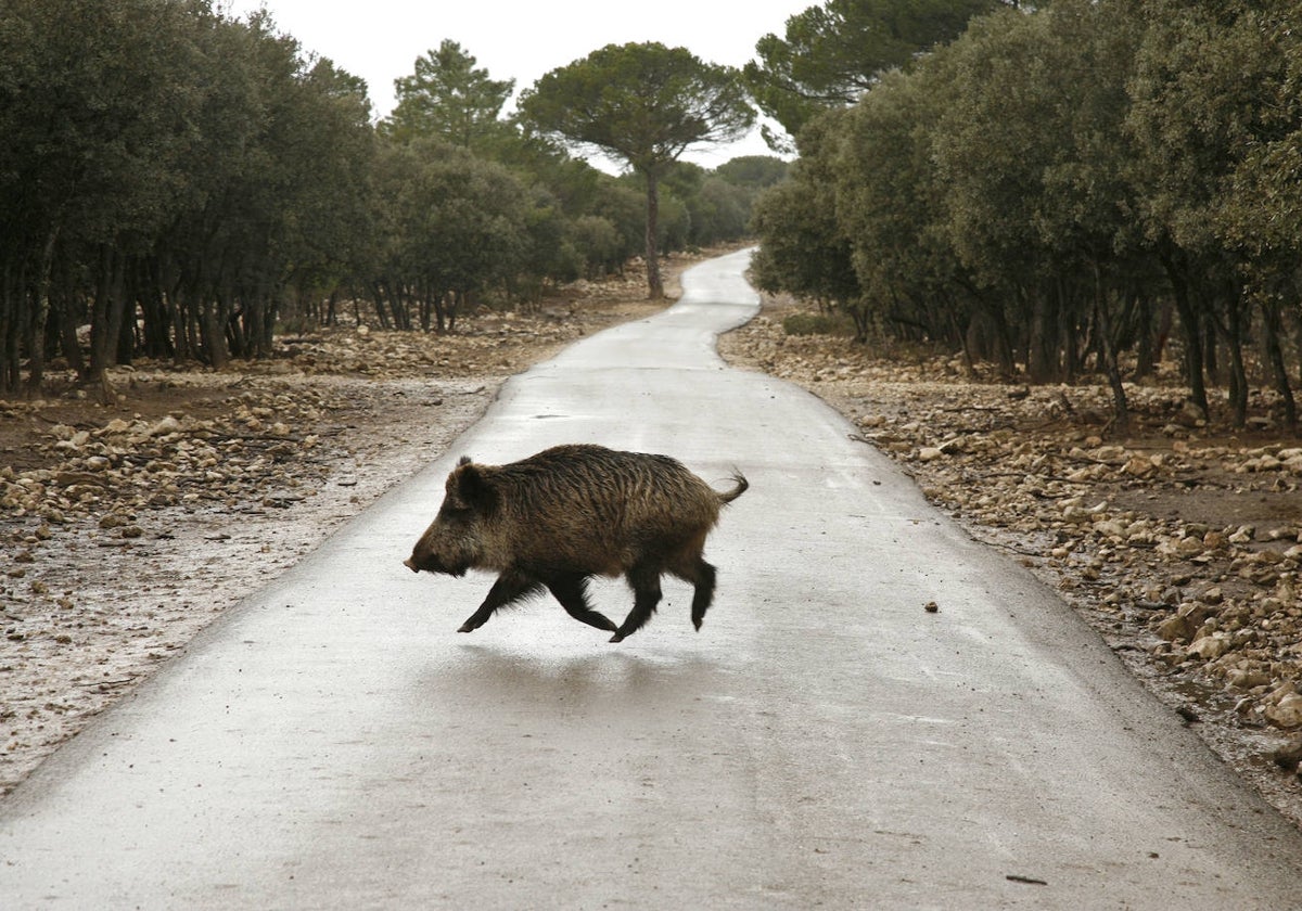 Un jabalí atraviesa una carretera de la Comunidad