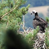 El buitre negro triplica su población y ya cuenta con más de 600 parejas en Castilla y León