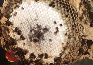 La avispa asiática se extiende a zonas de la Meseta zamorana y Tierras Altas de Soria