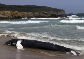 Aparece una ballena jorobada de casi 10 metros en una playa de Ferrol