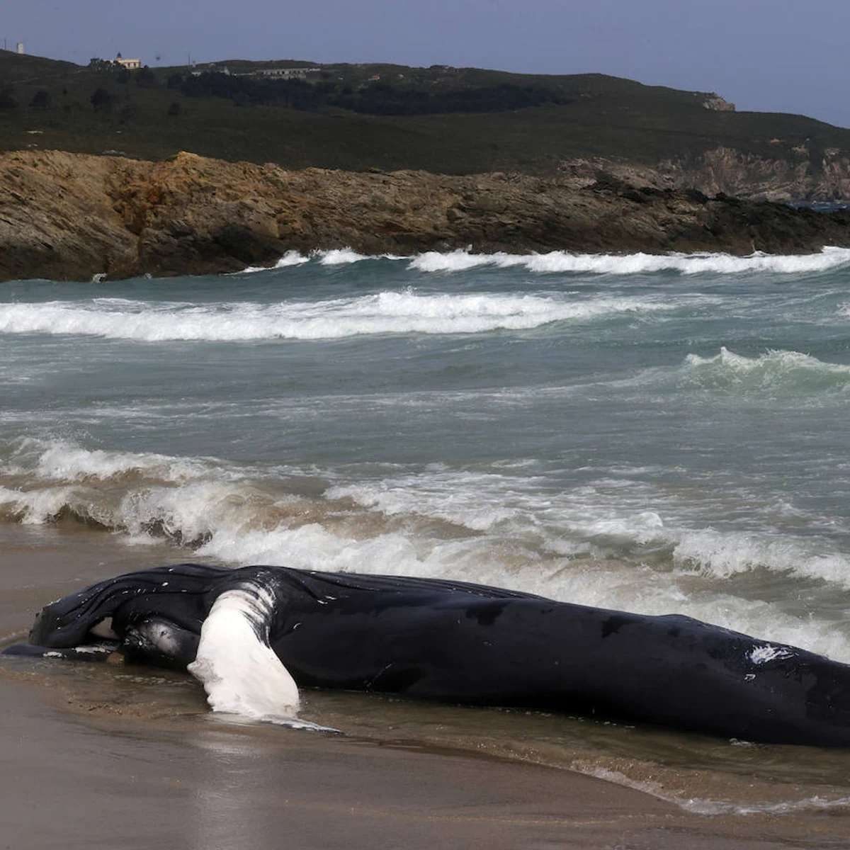 La misteriosa muerte de una manada de 55 ballenas en una playa de Escocia