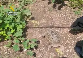 Investigan a una mujer que tenía una especie amenazada de tortuga sin autorización
