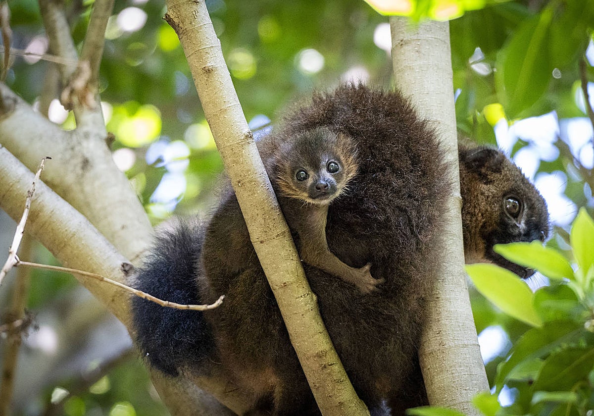 Imagen de la cría de lémur de vientre rojo nacida en Bioparc Valencia