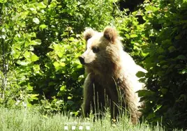 Un oso campa por sus anchas por el Pirineo catalán y obliga al Govern a activar el protocolo de oseznos «problemáticos»