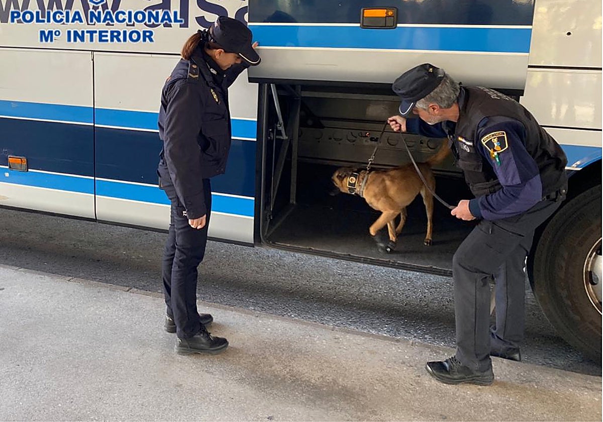 Dos policías y el perro de la Unidad Canina inspeccionando el maletero de un autocar en Alicante
