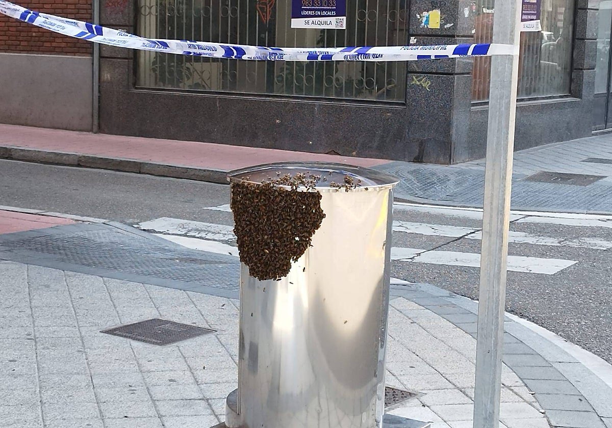 Retirada de un nido de abejas en la calle Panaderos de Valladolid la semana pasada