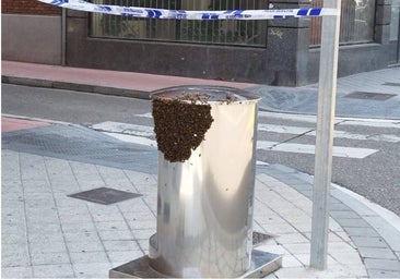 Las colmenas y enjambres generan más de veinte emergencias diarias en Castilla y León