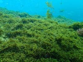 Detectan «por primera vez» en el litoral de Barcelona un alga invasora de zonas tropicales